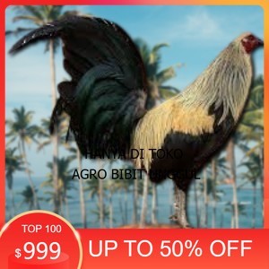 

telur ayam philipin asli AK47 bisa untuk di tetaskan bergaransi agro.bibit.unggul