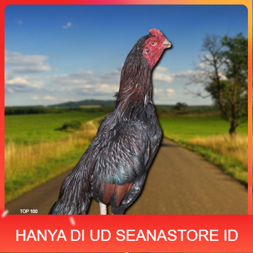 

telur ayam assel Parrot ori bisa untuk di tetaskan UD SEANASTORE ID
