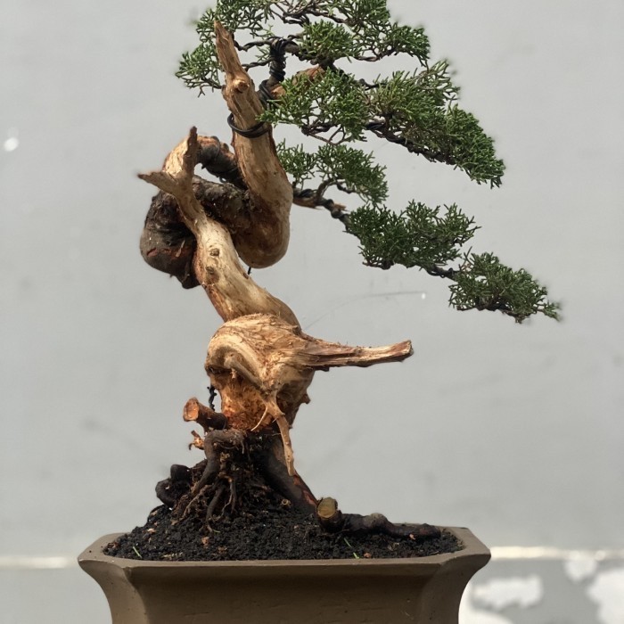 Bonsai cemara sargenti itoigawa ori