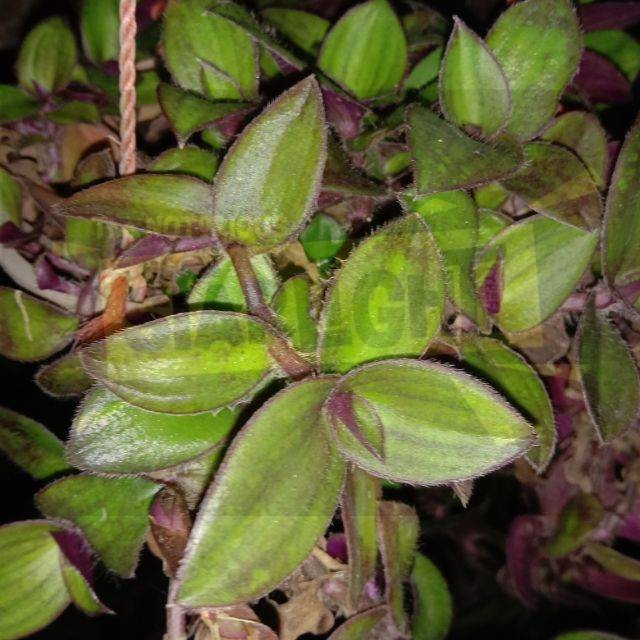 

Daun Kuping Kera Segar - Tanaman Gantung Alami
