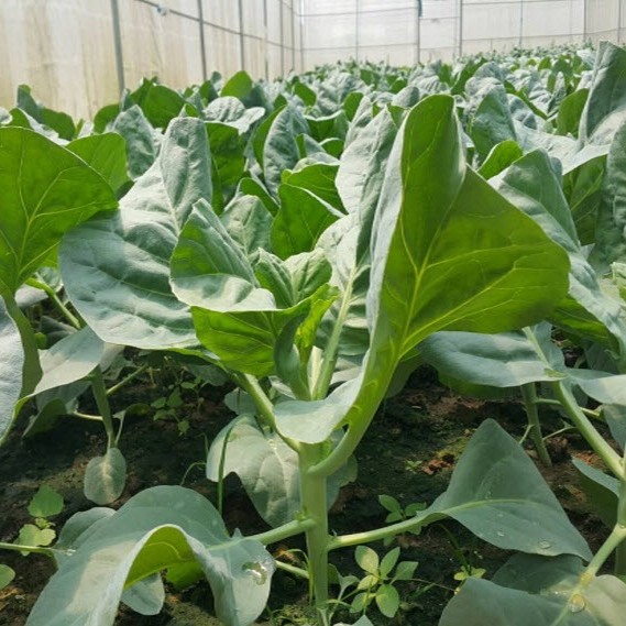 100 Biji - Benih Kailan FULL WHITE batang besar