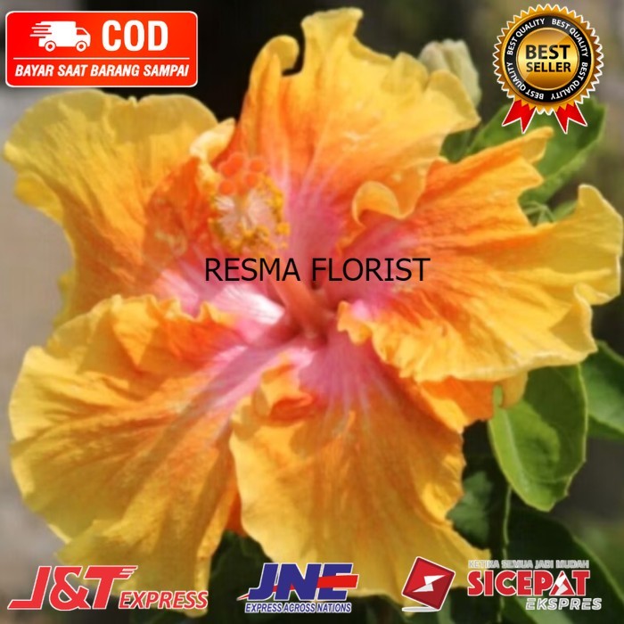 ( BISA BAYAR DI TEMPAT ) Tanaman Hias Kembang Sepatu Varian Warna Bunga Kembang Spatu Rimbun - Kunin