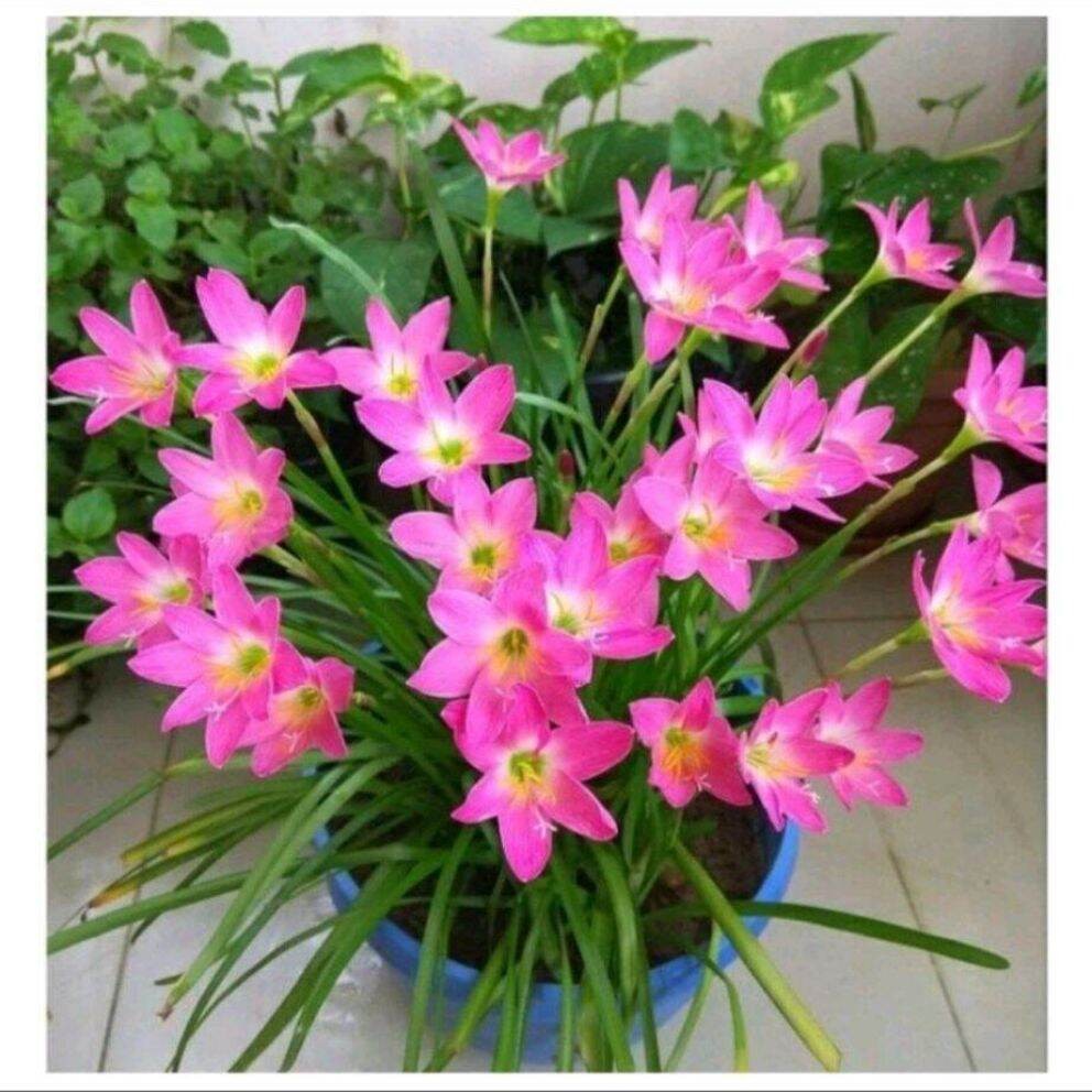 tanaman hias kucai tulip pink/bibit pohon tulip pink