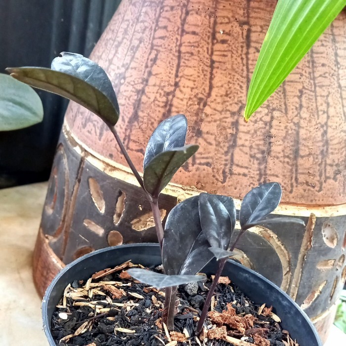 Zamia Raven Black