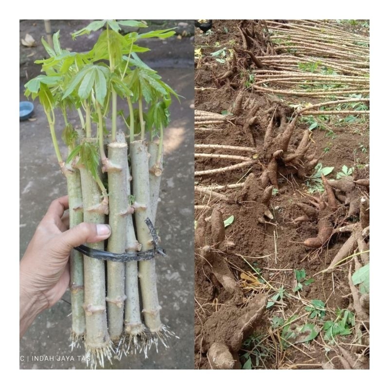 bibit/benih ketela pohong jenis ketan super satu ikat 10 batang,bibit murah/singkong ketan super/bib