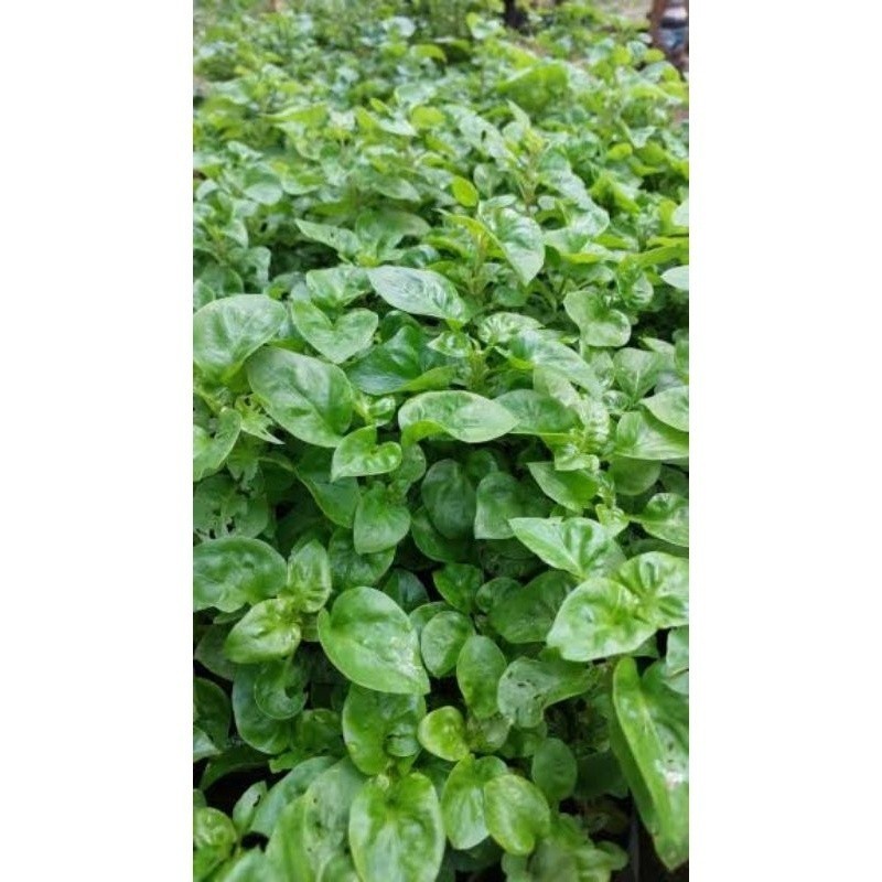 BAYAM BRAZIL - Bibit Tanaman Bayam Brazil Sayuran Biasa Aja