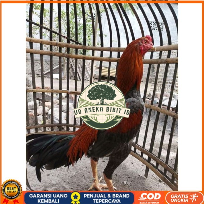 

TELUR FERTIL PLUCKER PAKOY ISTIMEWA original berkualitas UD ANEKA BIBIT ID
