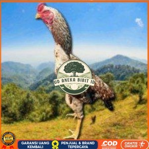 

telur tetas ayam shamo pilihan UD ANEKA BIBIT ID