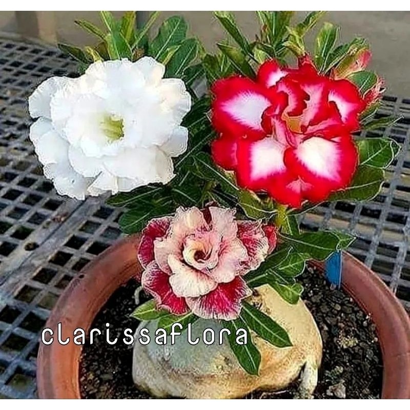 promo tanaman hias adenium tumpuk 3 warna