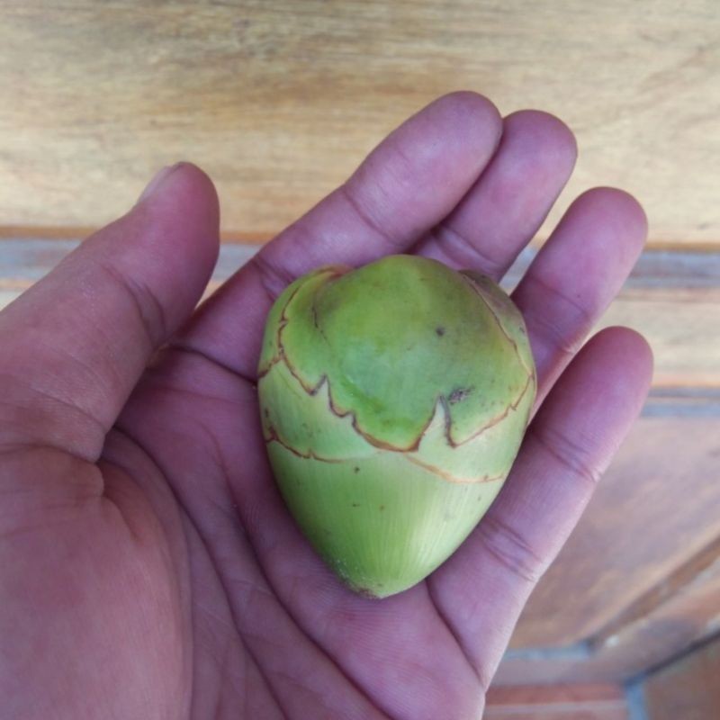 

Cod beluluk/Buruluk/Biruluk/pentil kelapa, obat kutil dan diabetes '