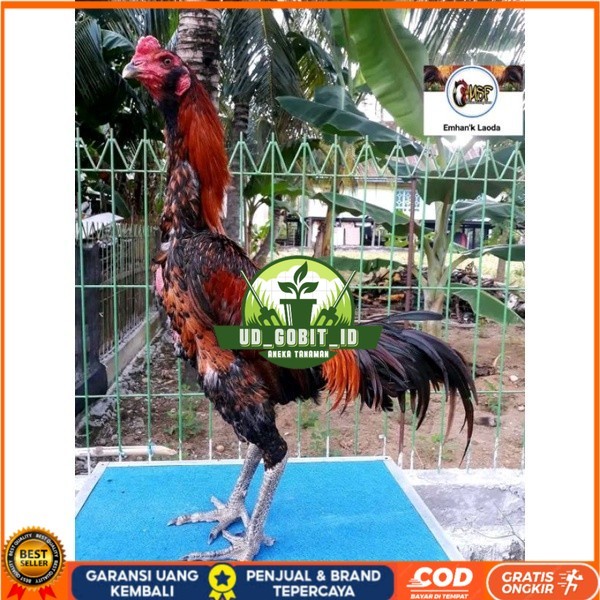 

telur tetas ayam khoyngon original berkualitas UD_GOBIT_ID