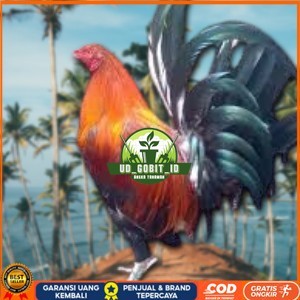 telur ayam Philipin asli AK47 untuk di tetaskan UD_GOBIT_ID