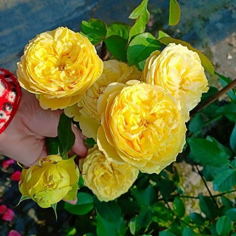 Tanaman Hidup Bunga Mawar Import CATALINA -Mawar wangi - dewasa