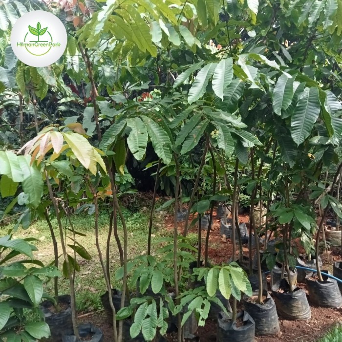 pohon matoa/rambutan Papua tinggi 2 meter