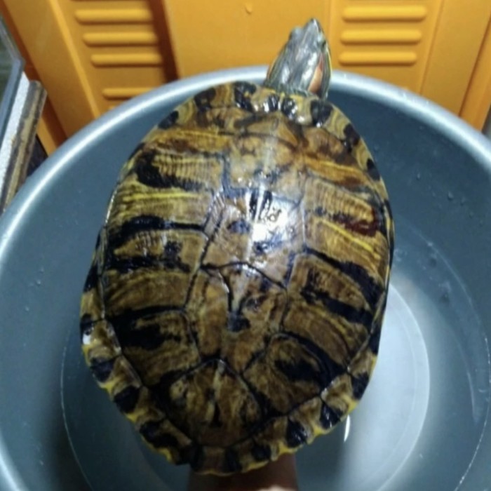 Kura Brazil Indukan Jantan