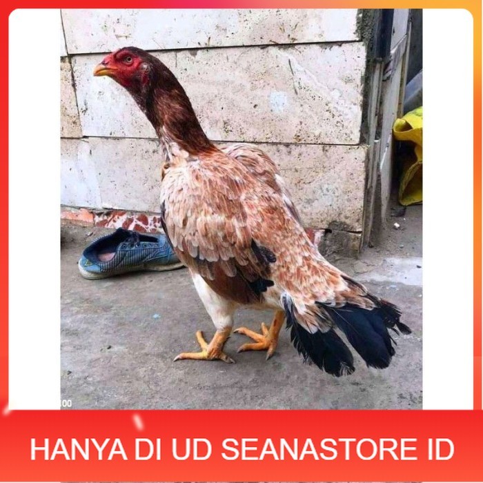 telur ayam aseel madras original berkualitas UD SEANASTORE ID