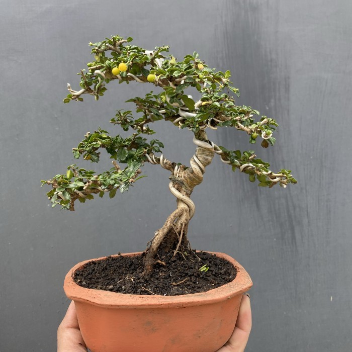 bonsai jadi hokiantea mickro+pot.