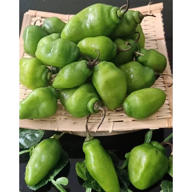 

VIRAL Ready 10 biji - Benih Cabe GENDOT (cabe Bendot, cabe Gendol, cabe