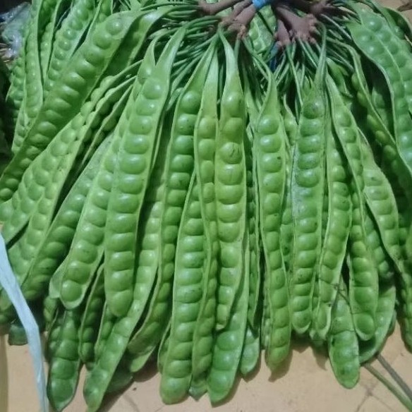 

Petai Super Tua 5 Papan PETAI/PETE Petai Peteuy Pete Segar I Buah Pete I Makanan Buah I Segar