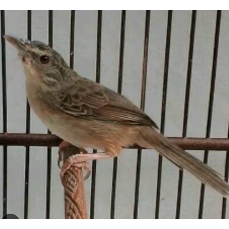 CIBLEK GUNUNG/CIGUN BAHAN RAWATAN JANTAN MULUS