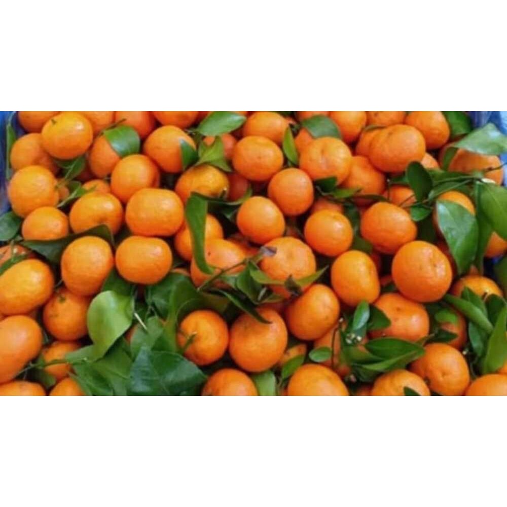 

Aneka Jeruk Fresh Segar Aneka jenis jeruk Medan Wogan Santang Tangerine Afourer jeruk lemon segar buah delima segar