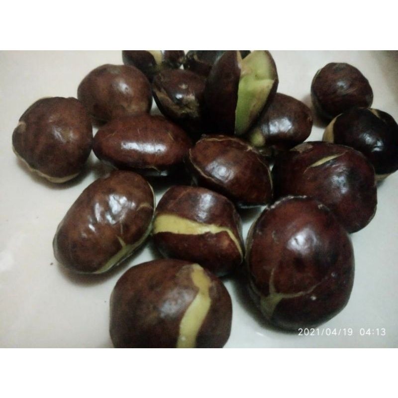

jengkol tua ukuran biji klereng 1kg sekilo murah meriah