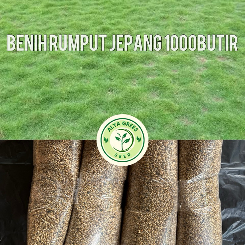 benih rumput jepang/1000biji benih rumput jepang terlaris