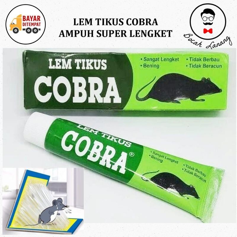 

Lem tikus kobra lem tikus makassar