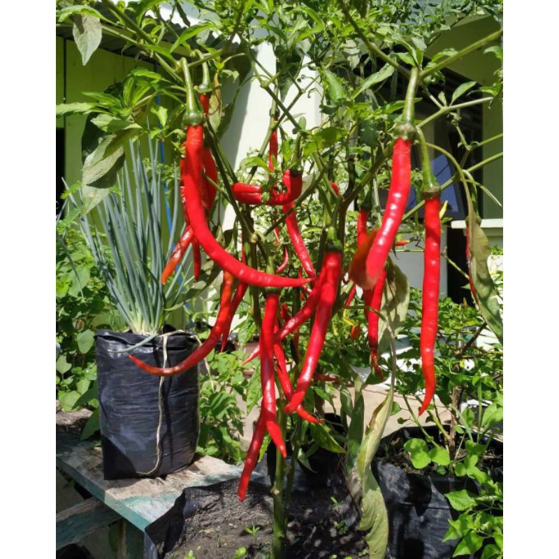 Tanaman Cabe Merah Besar - Bibit Pohon Cabai Merah Besar