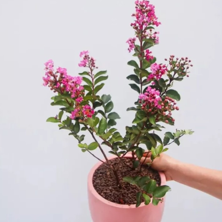 Bibit Tanaman Bunga Sakura Bungur Lokal - Tanaman Pohon Sakura Lokal