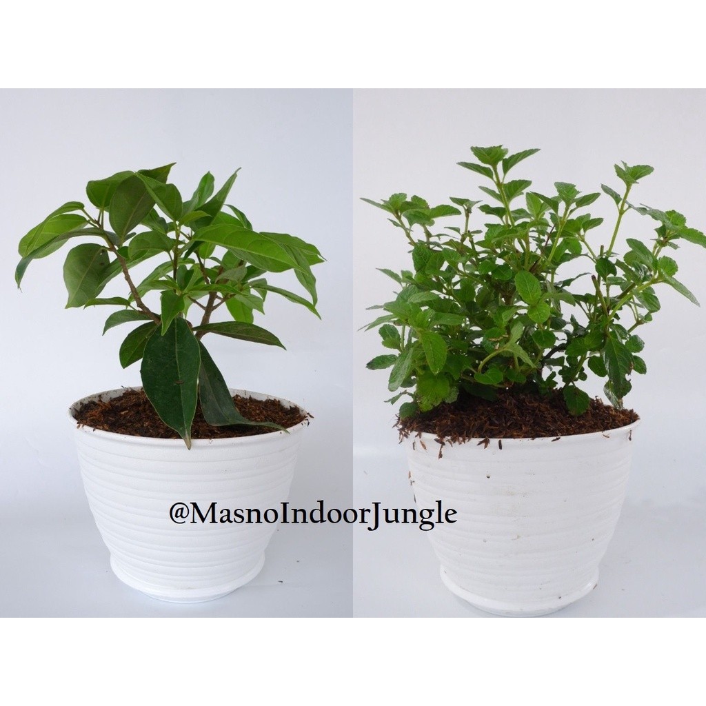 Bibit Tanaman Pohon Cincau - Tanaman Cincau Hitam - Tanaman Cincau Perdu