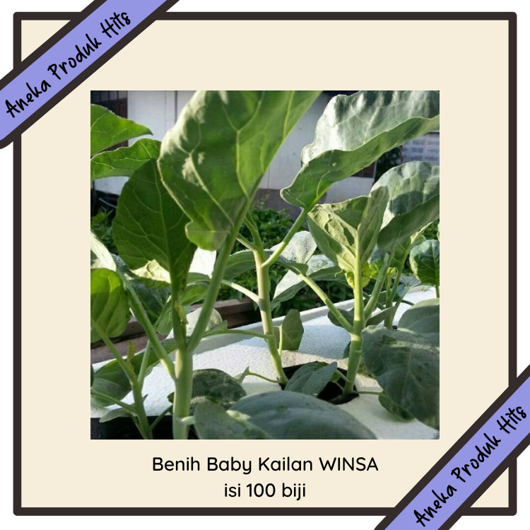 [Free gift]Benih Kailan WINSA isi 100 biji