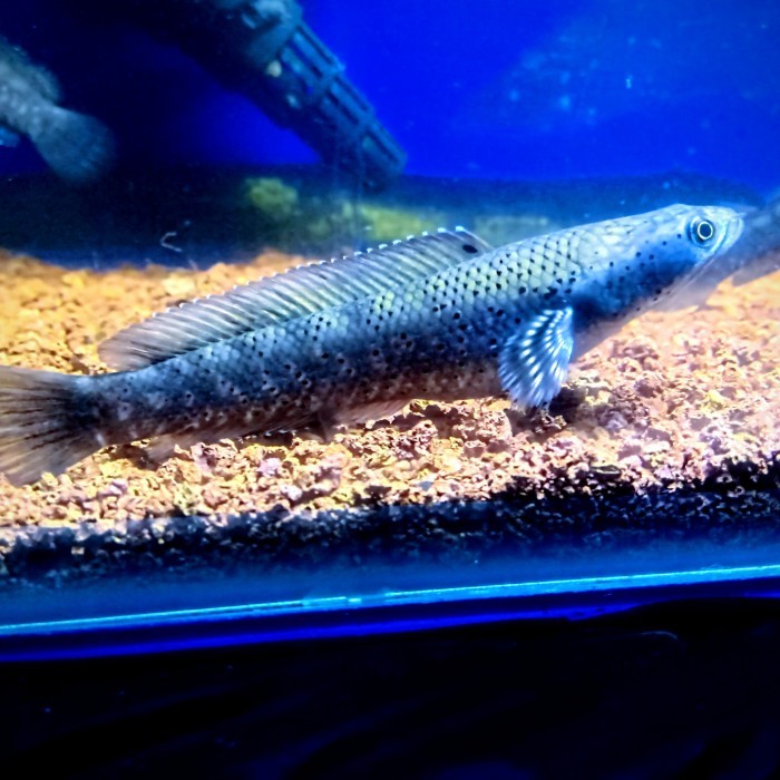 LARIS-Free packing styrofoam, baby channa blue pulchra ( chana gabus pulcra