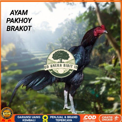 

Telur Ayam Pakhoy Full Brakot Vertil Siap Di Tetaskan Jaminan Super Oiginal Bergaransi UD ANEKA BIBIT ID
