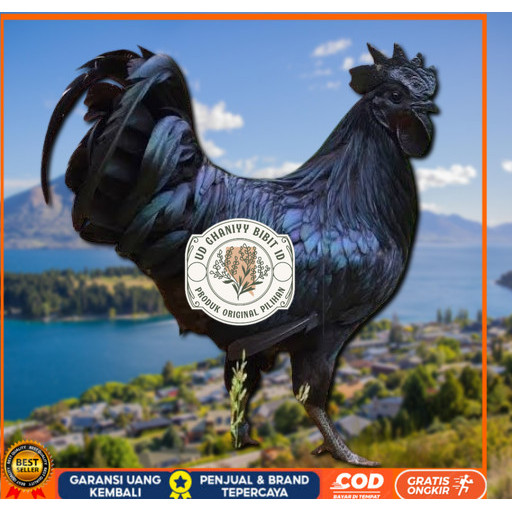 

telur ayam cemani lidah hitam (asli) bisa untuk di tetaskan super UD GHANIYY BIBIT ID
