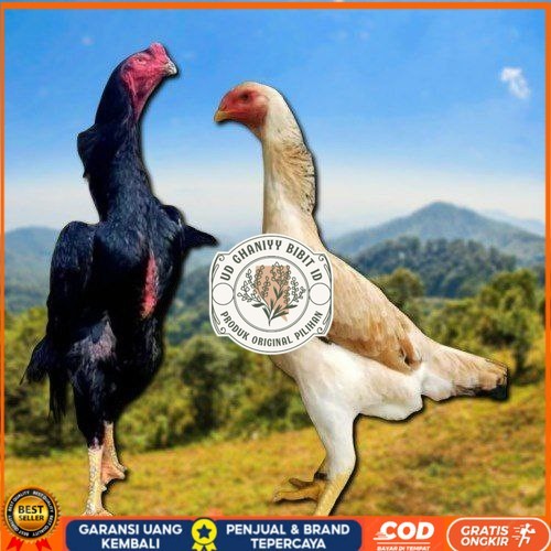 

telur ayam shamo japan original UD GHANIYY BIBIT ID