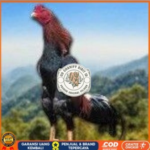 

telur tetas ayam shamo jumbo super garansi UD GHANIYY BIBIT ID