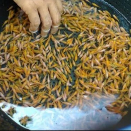 pakan ikan predator ikan mas 1 liter