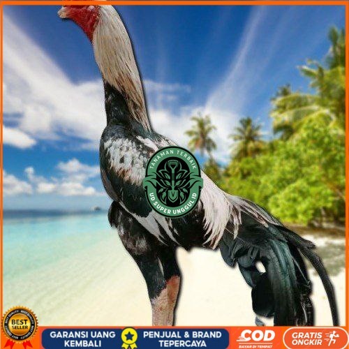 

telur ayam bangkok original bisa untuk di tetaskanvertil UD_SUPER_UNGGUL_ID