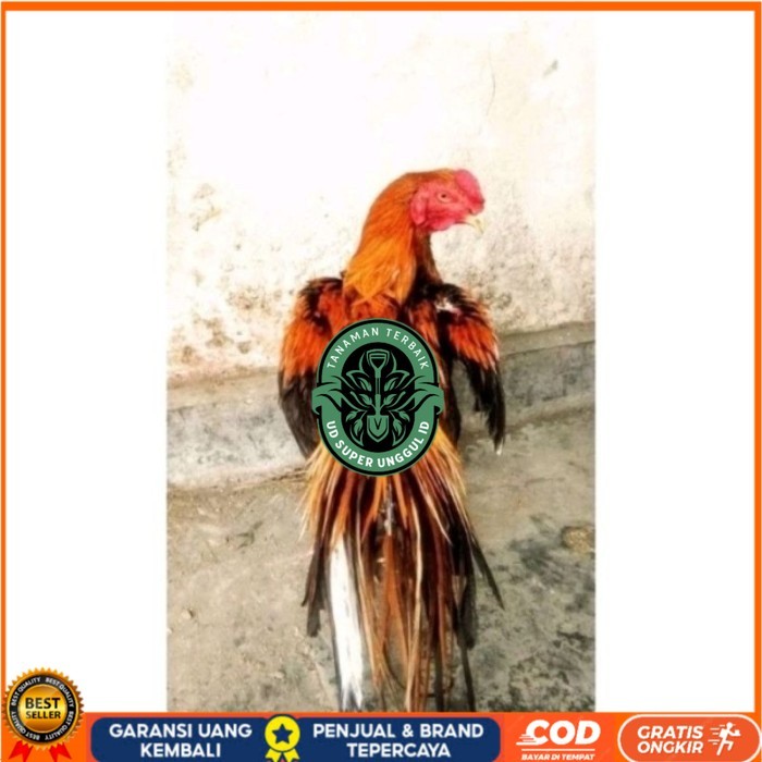 

Telor Ayam Bangkok Ekor Lidi Telur Ayam Hias Fertil hanya untuk ditetaskan - Pejantan 1 UD_SUPER_UNGGUL_ID