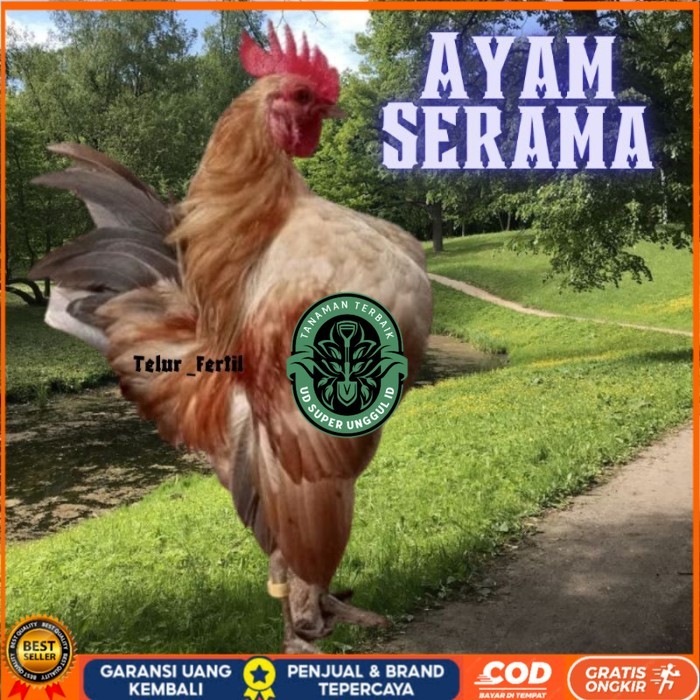 

telur ayam Kate Serama asli pendek original berkualitas UD_SUPER_UNGGUL_ID
