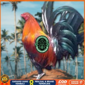 

telur ayam Philipin asli AK47 untuk di tetaskan UD_SUPER_UNGGUL_ID