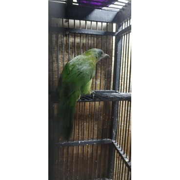 cucak cungko/cak cungkok betina siapan