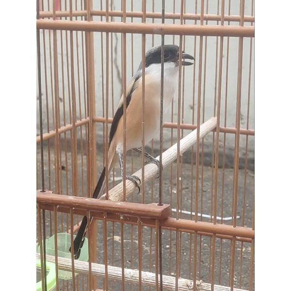 PENTET GACORAN JATIM ( GANTANGAN )