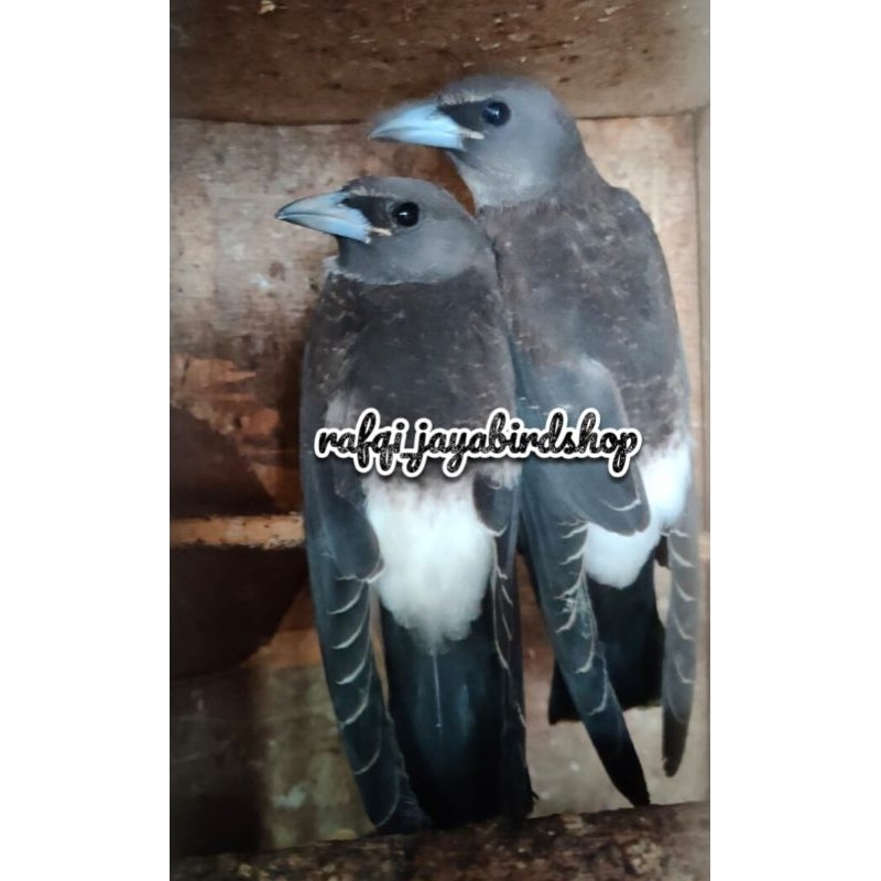 KEKEP BABI DEWASA SEPASANG JANTAN BETINA