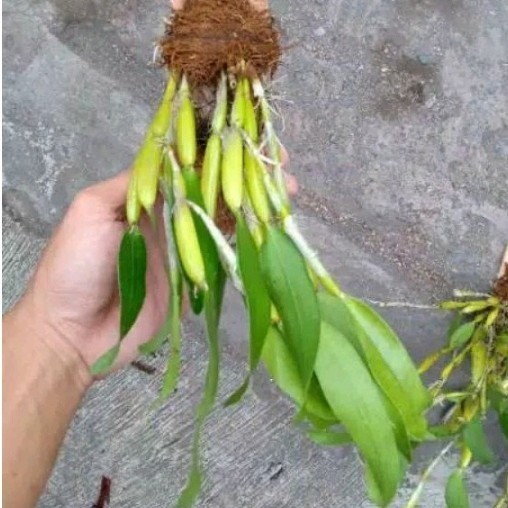 

Ready stok New paket 10,ANGGREK FLICKINGERIA ANGULATA ANGGREK TULANG DEWASA