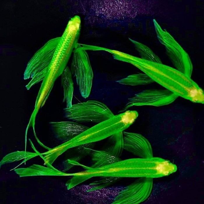 Green Danio Slayer PAKET ISI 3  Tetra Zebra / Ikan Hias Aquascape