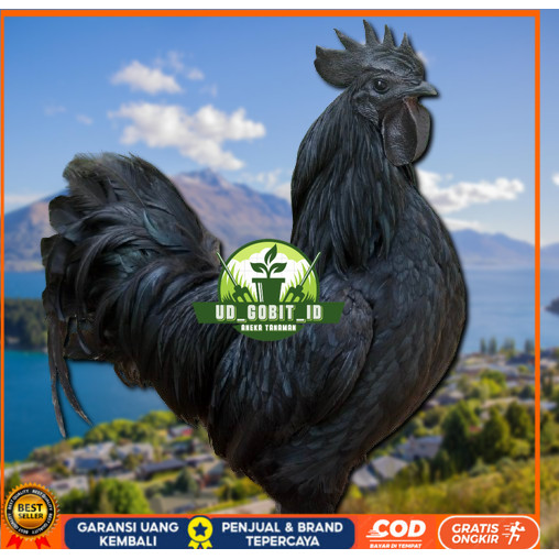 

telur ayam cemani lidah hitam ( asli ) bisa untuk di tetaskan jumbo UD_GOBIT_ID
