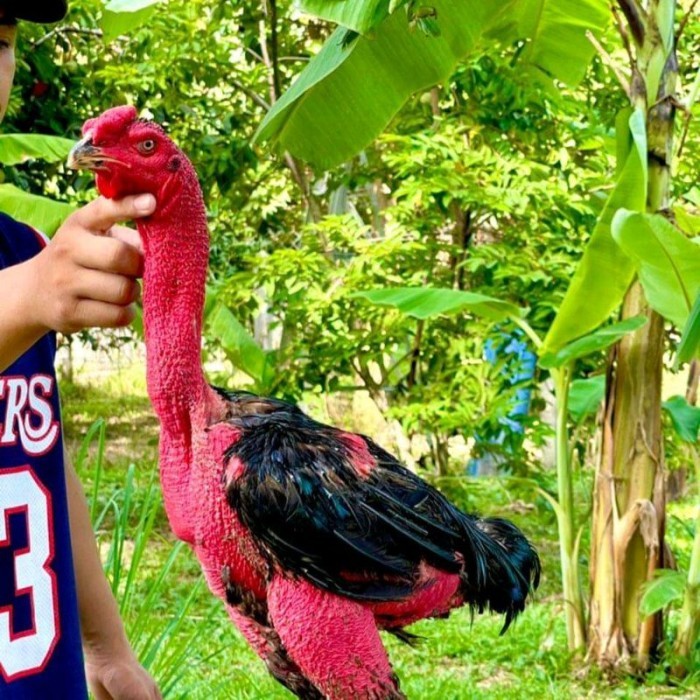 telur Ayam Ganoi Telur fertil (terlaris) original berkualitas