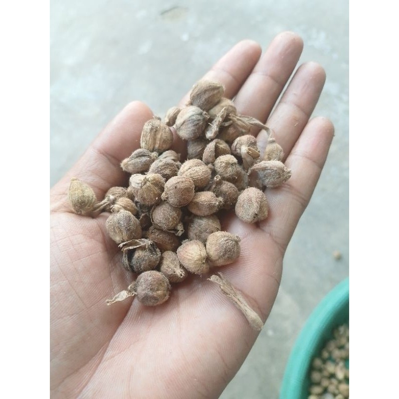 

500g kapulaga kering rempah-rempah kering langsung d jemur kualis A1